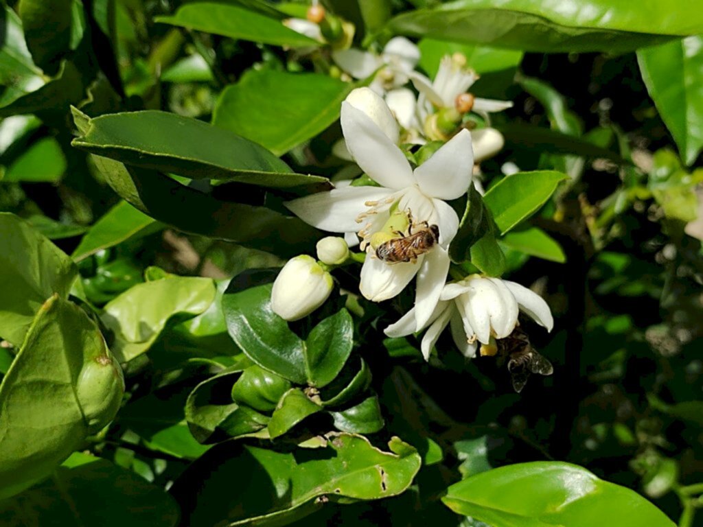 Primavera começa hoje e terá chuvas abaixo da média