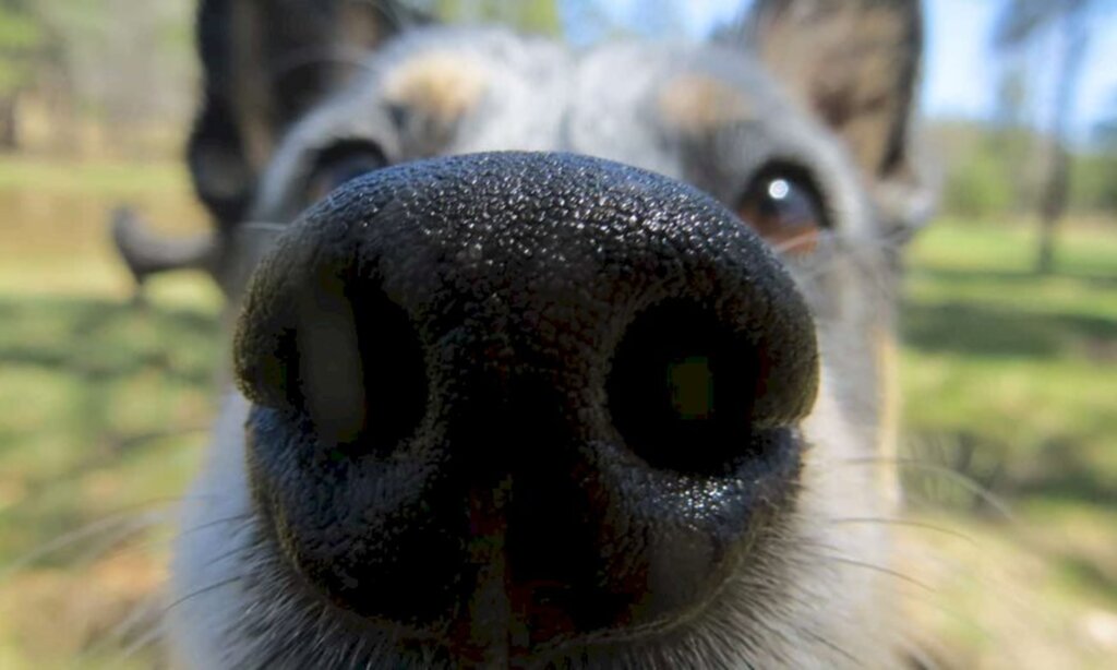 Mudanças bruscas de temperatura podem afetar saúde dos pets