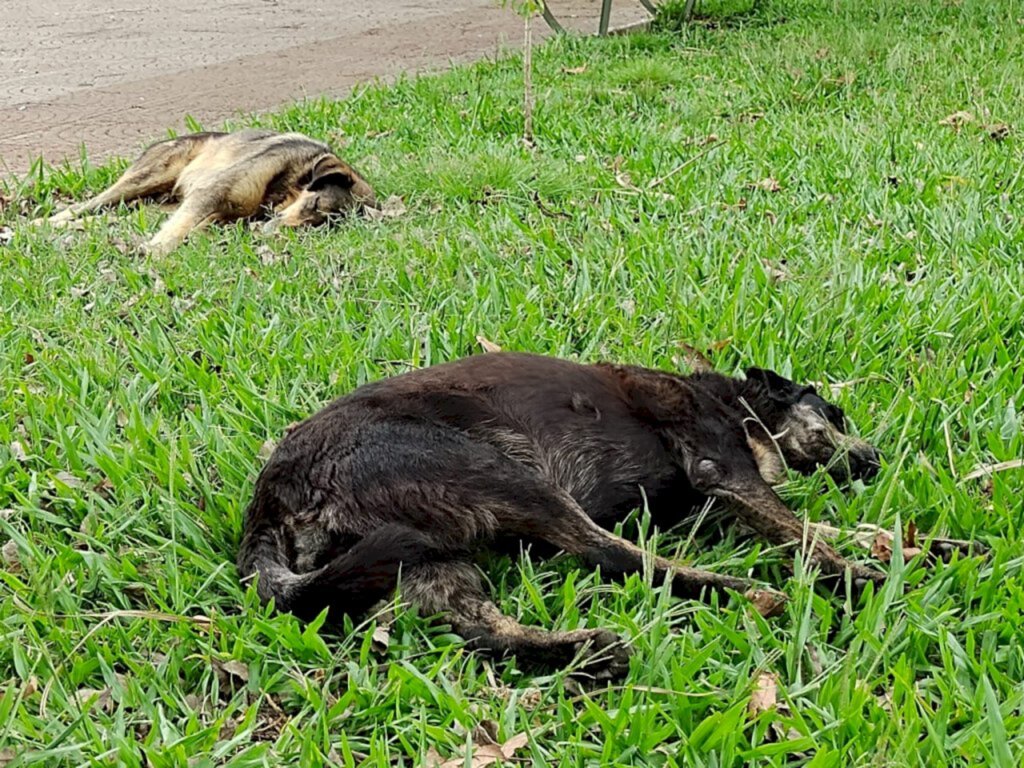 Niela Bittencourt - Animais comunitários são cuidados em bairros e no centro