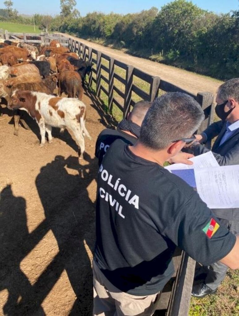 Divulgação/PC - Ao  todo foram apreendidas 12 852 cabeças de gado