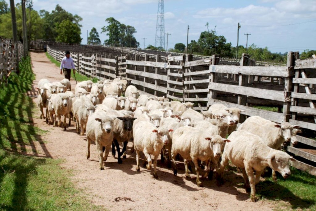 Divulgação/Feovelha - Evento é o maior fomentador da ovinocultura no Sul do Estado