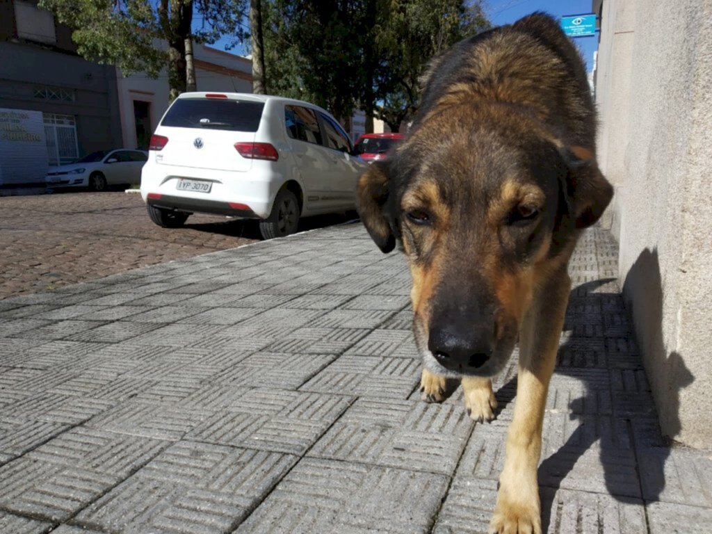 Niela Bittencourt - Animais devem estar em jejum absoluto de 12 horas