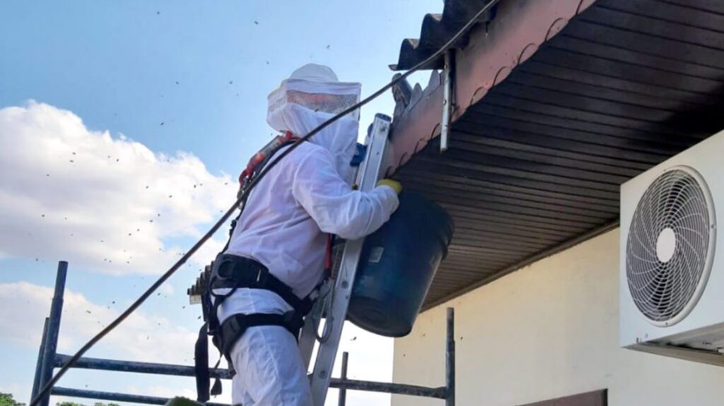 Bombeiros são acionados para captura de abelhas