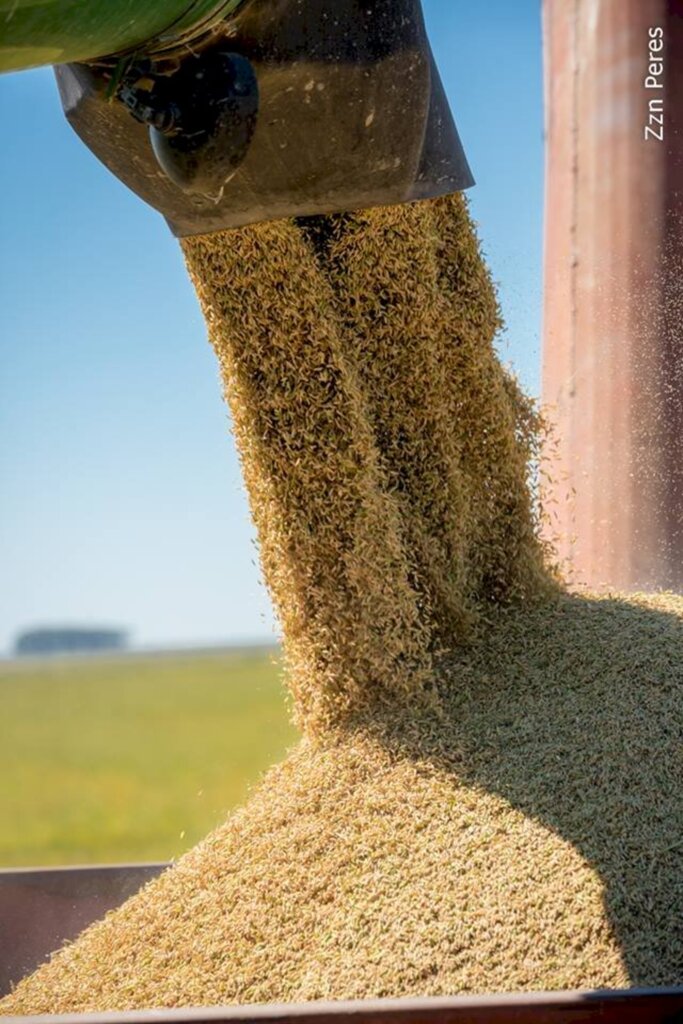 Arrozeiros colhem mais de 12 mil hectares na primeira semana