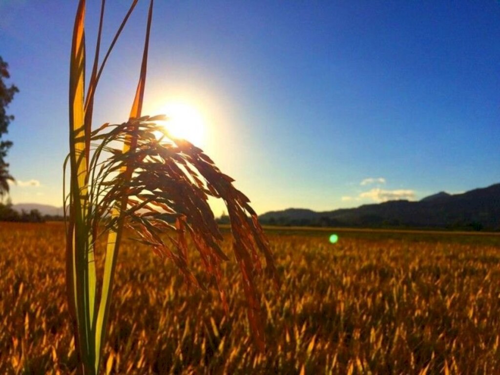 Aplicação dos recursos de crédito rural ultrapassa R$ 135 bilhões em sete meses