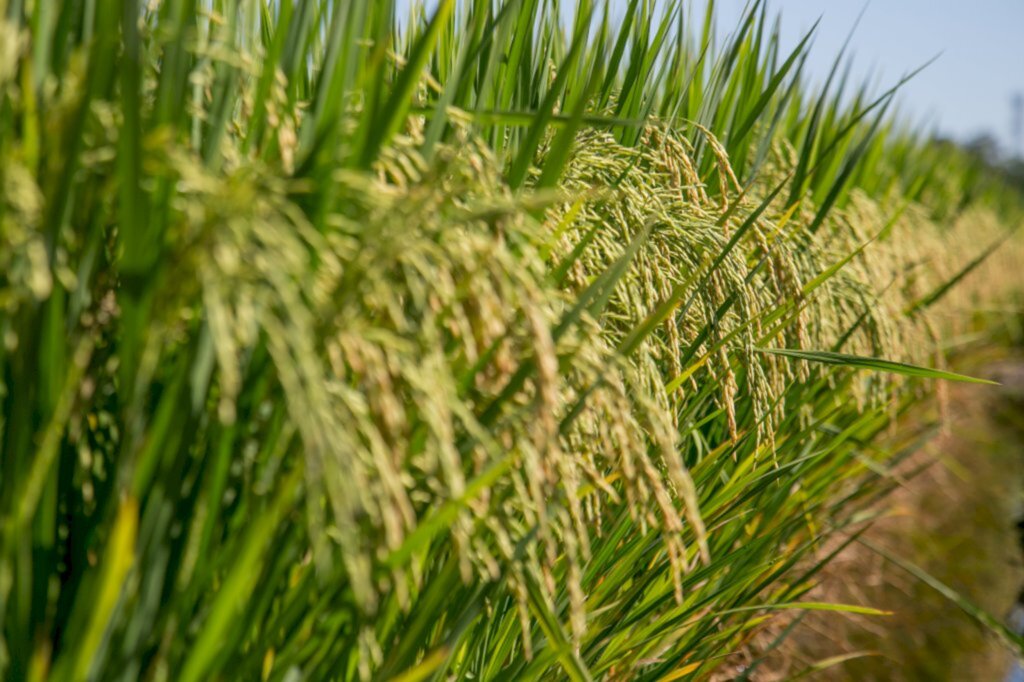 Arrozeiros buscam queda da taxa de juros