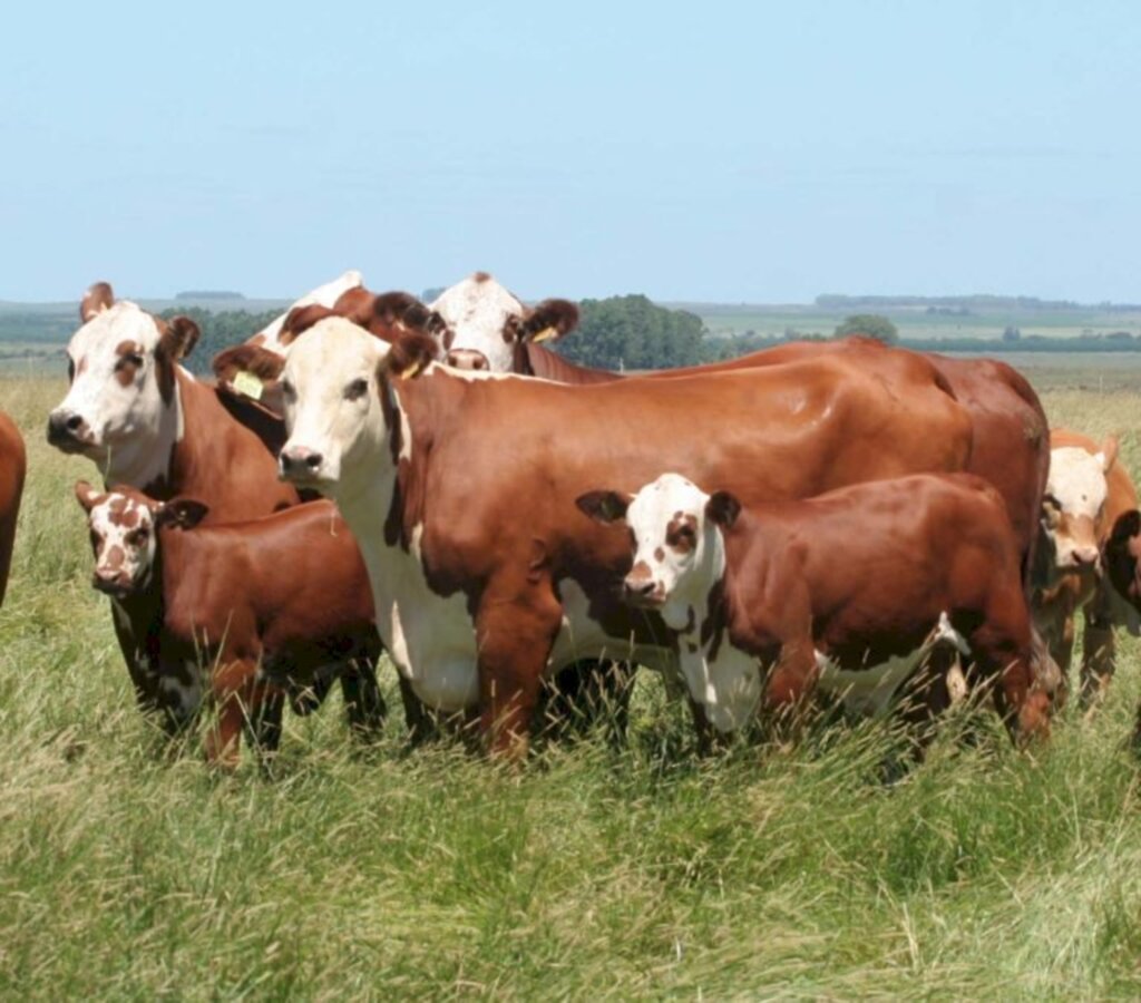 Abertas inscrições para Prova de Avaliação Alimentar e Genotipagem para fêmeas