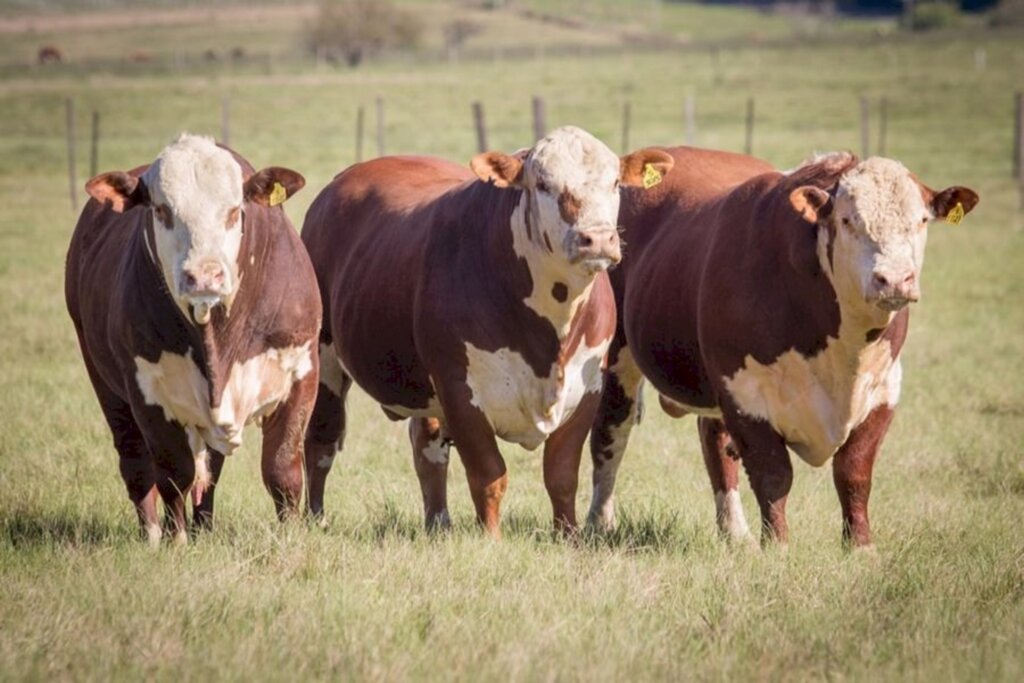 Inseminação Artificial ganha cada vez mais espaço na pecuária brasileira