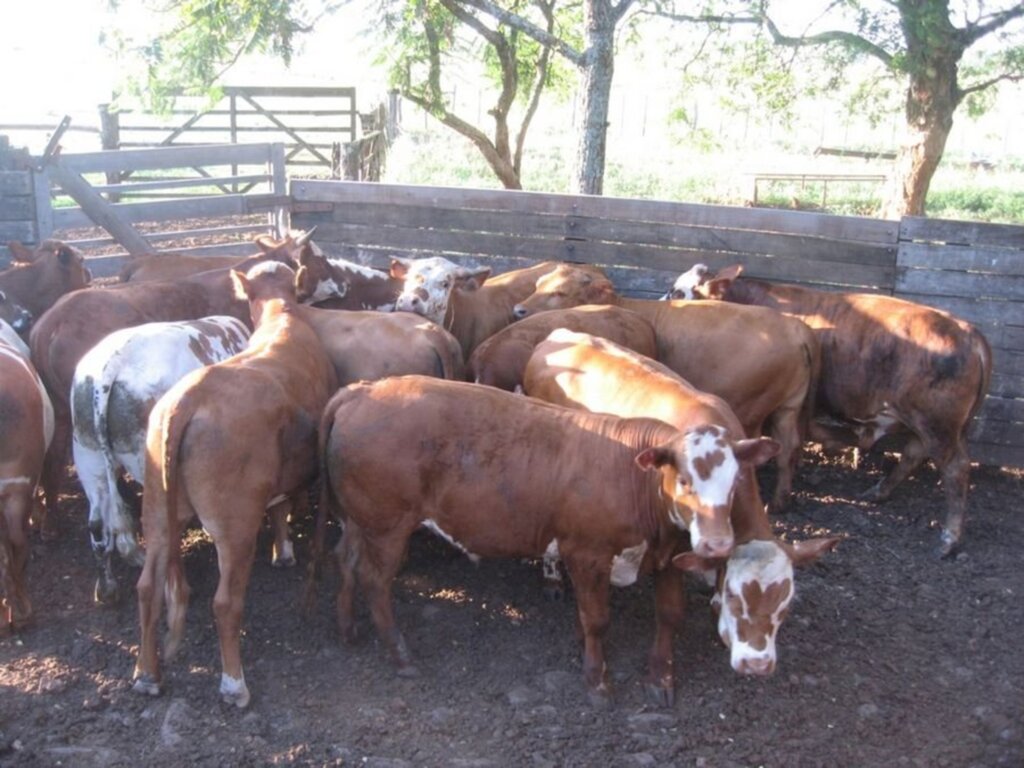 Melhoramento genético promove qualidade da carne do produtor ao consumidor