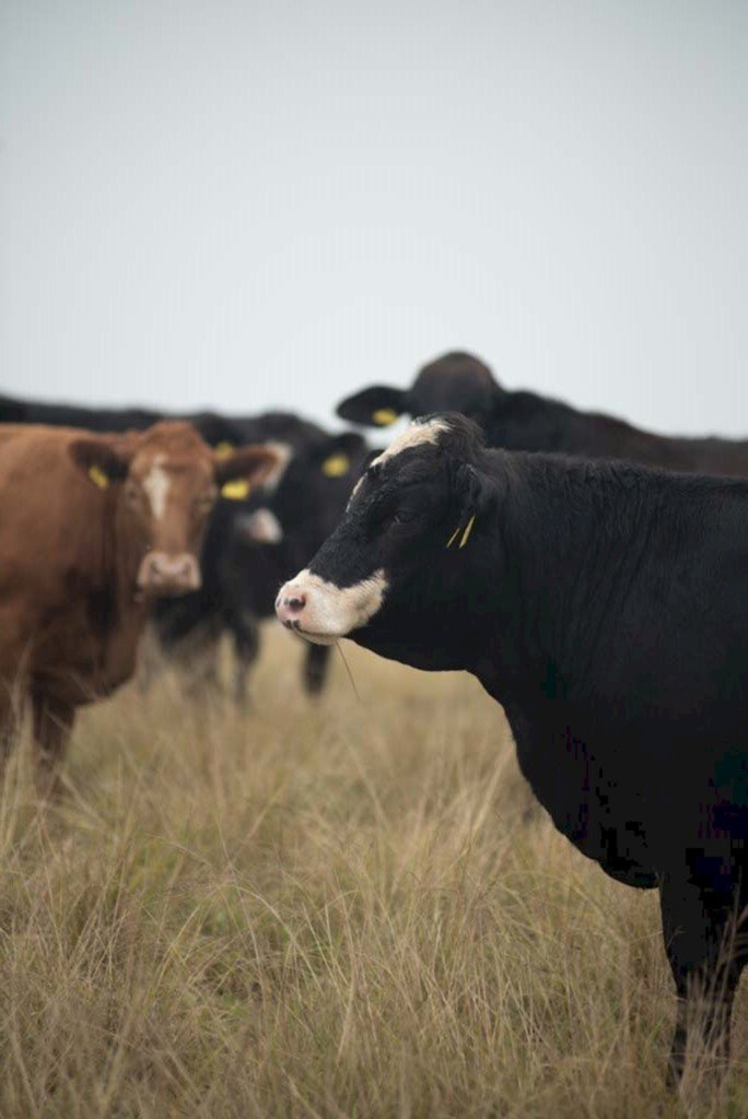 Parceria leva aos criadores nova alternativa para controle de carrapatos