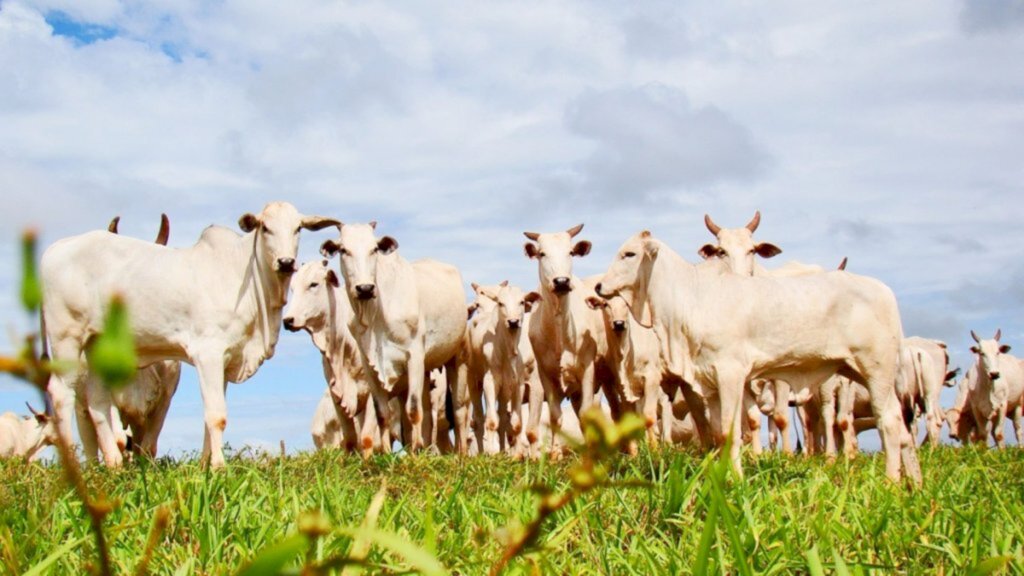 Agência agropecuária destaca liberação de trânsito de bovinos entre Acre e Estados do Sul