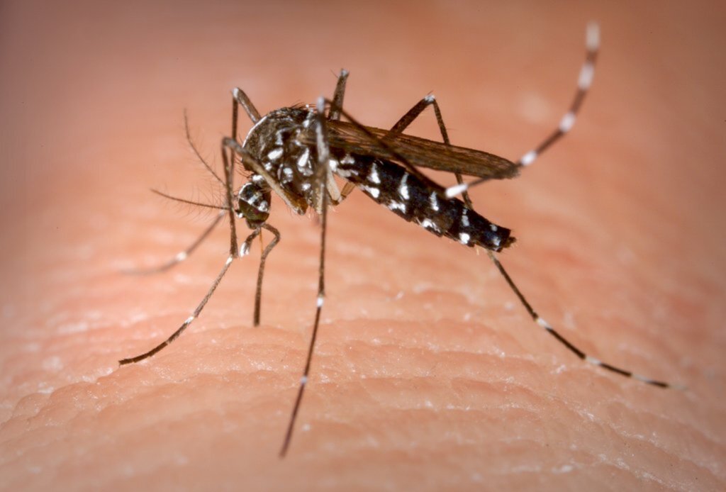 Cachoeira registra mil casos de dengue