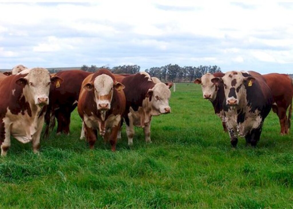 Carne produzida no Pampa recebe selo de identificação