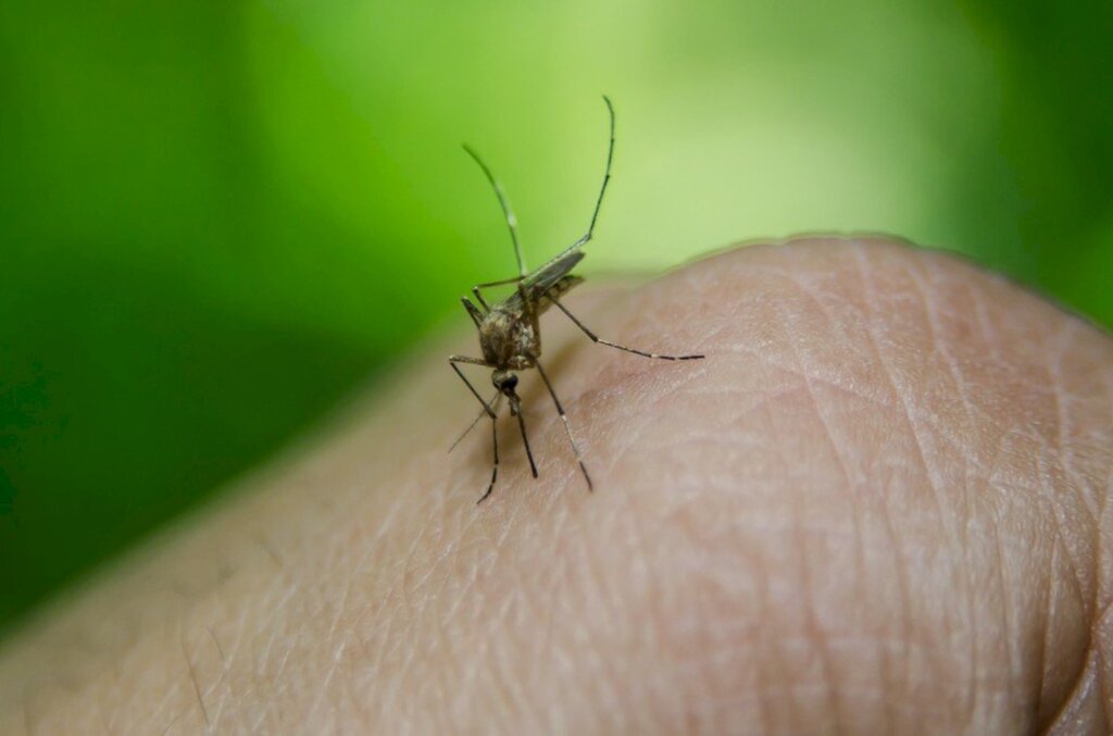 Cachoeira está em alerta máximo para a dengue