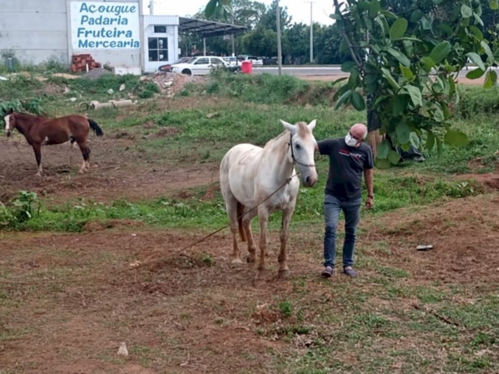 Cempra vistoria cavalos usados em carroças