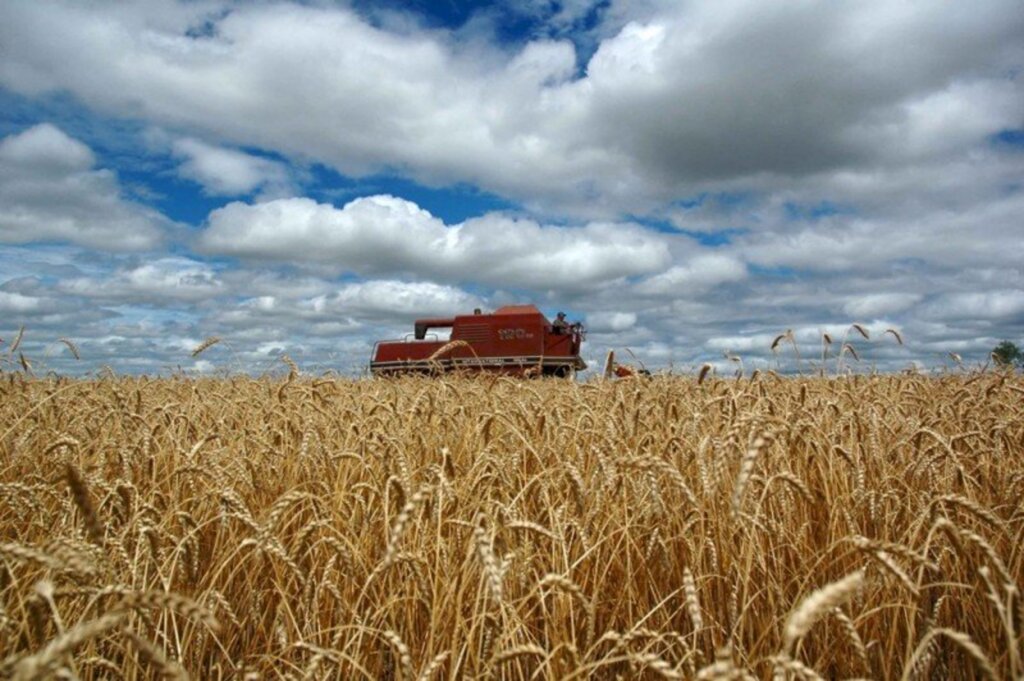 Clima seco propicia avanço na colheita do trigo que chega a 28%