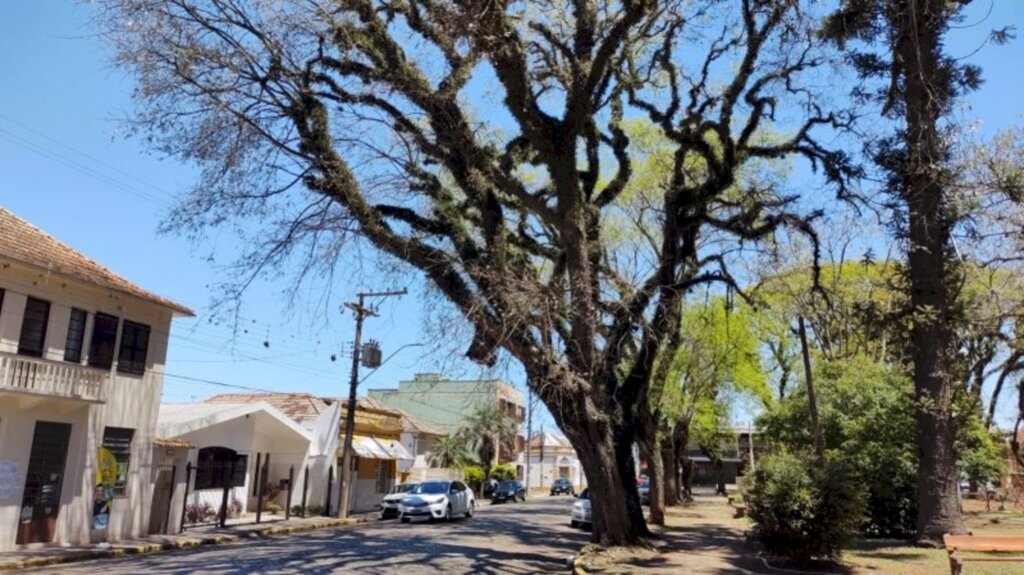 Retirada de árvore causará interrupção do trânsito no sábado