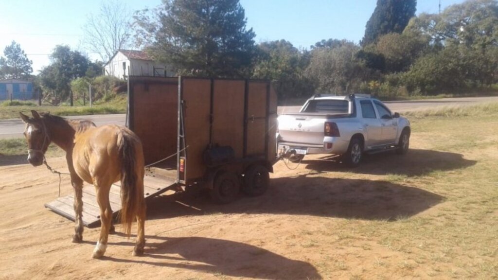 Seis cavalos são recolhidos das ruas em menos de 12h