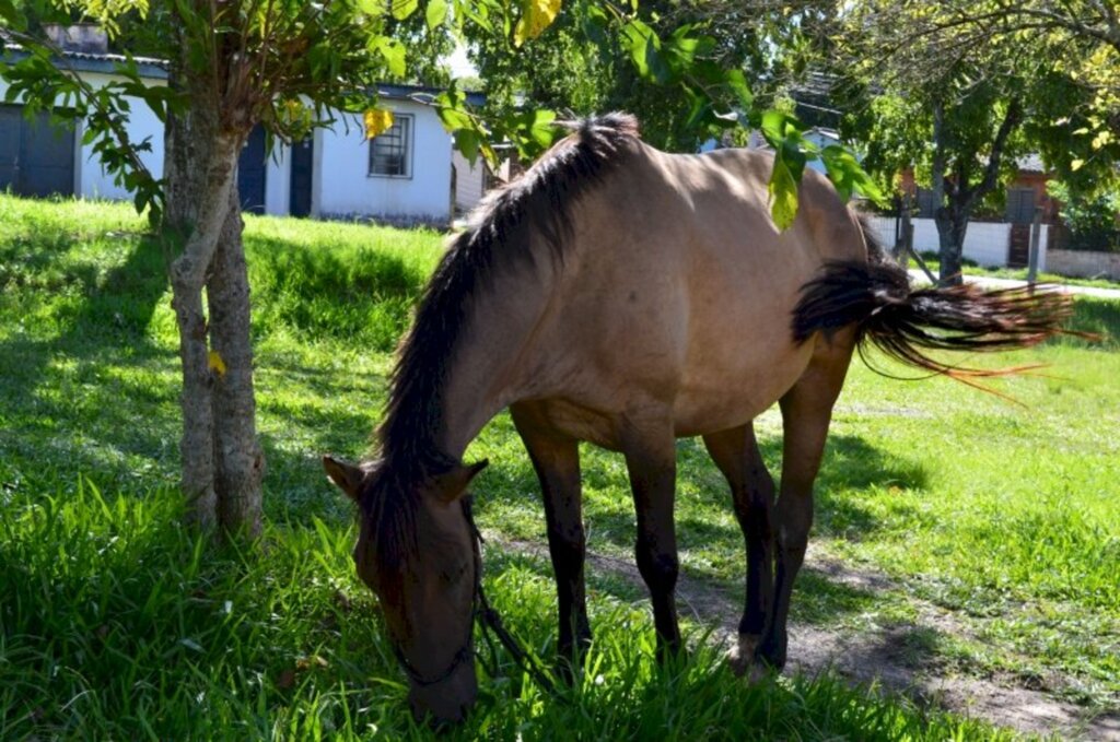 Cempra doa sete cavalos recuperados de maus tratos