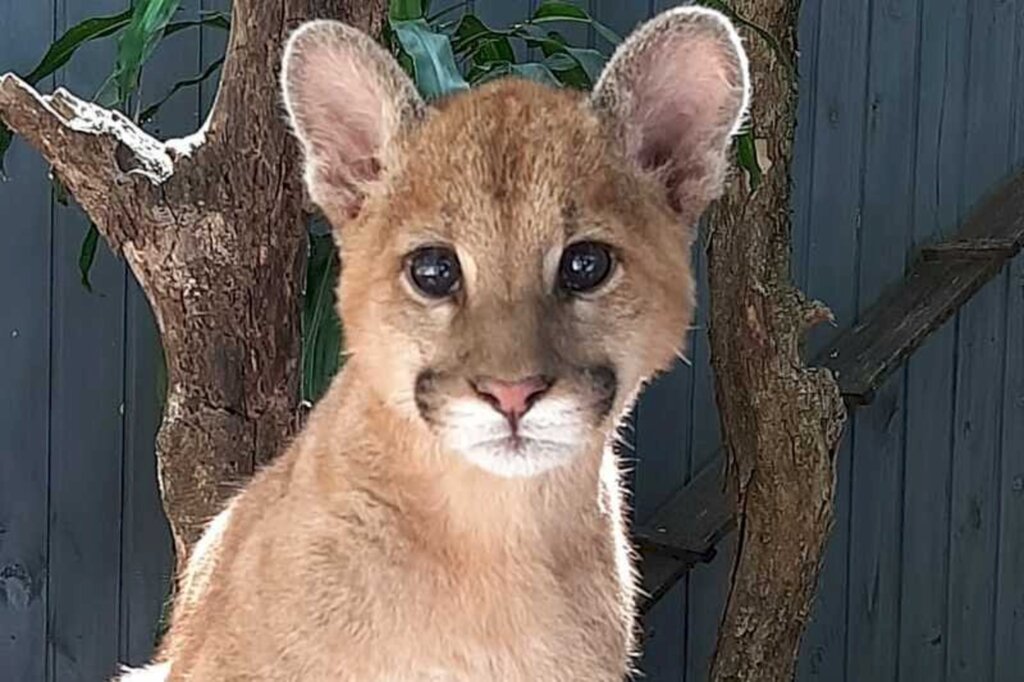 Puma e casal de veados catingueiros são os novos moradores do zoológico