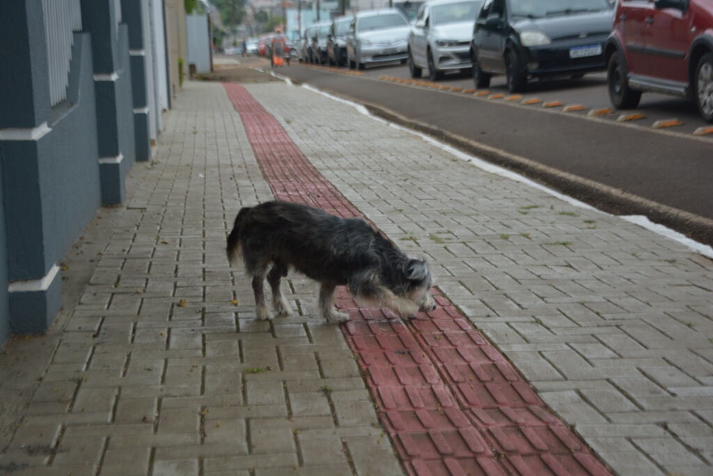 Castração de cães e gatos é arquitetada