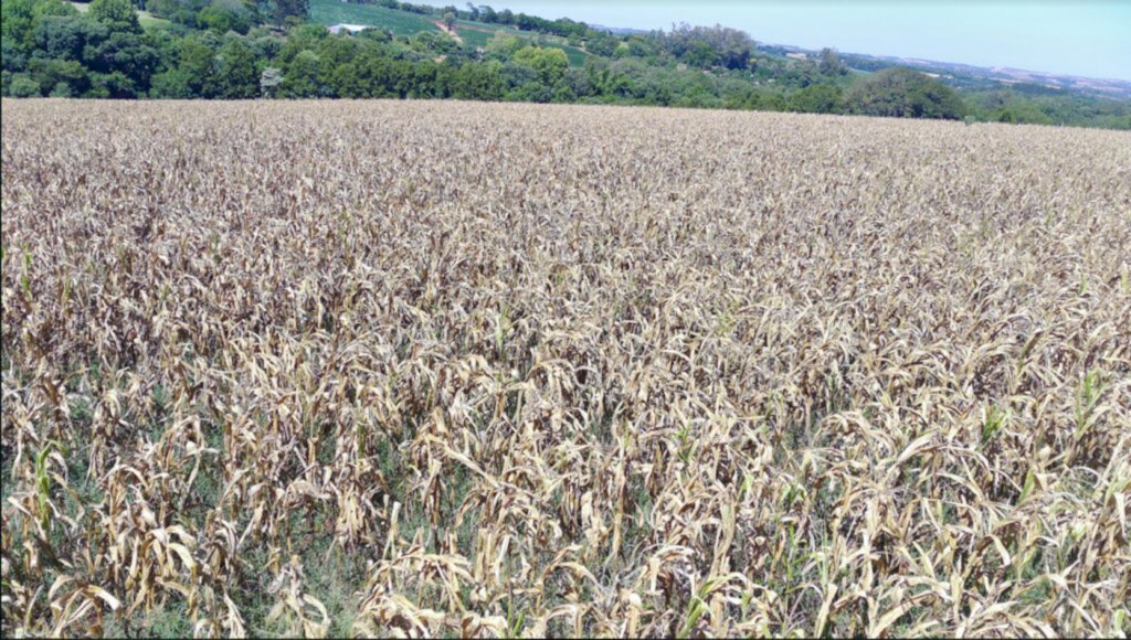 Chuvas irregulares beneficiam semeadura e lavouras de milho recém-implantadas
