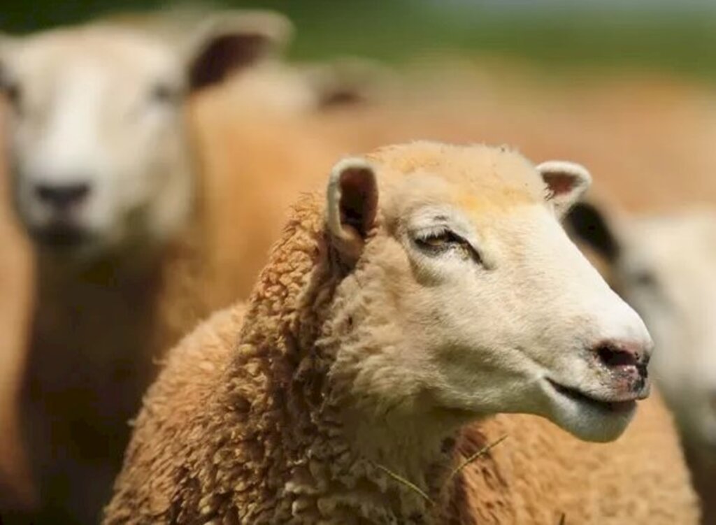 Notificação de enfremidades em ovinos é imprescindível