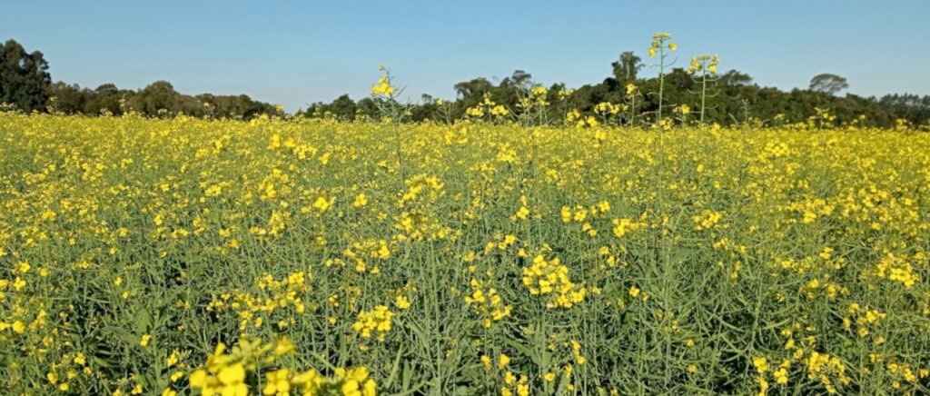 Plantio da canola é concluído e plantas apresentam boa sanidade