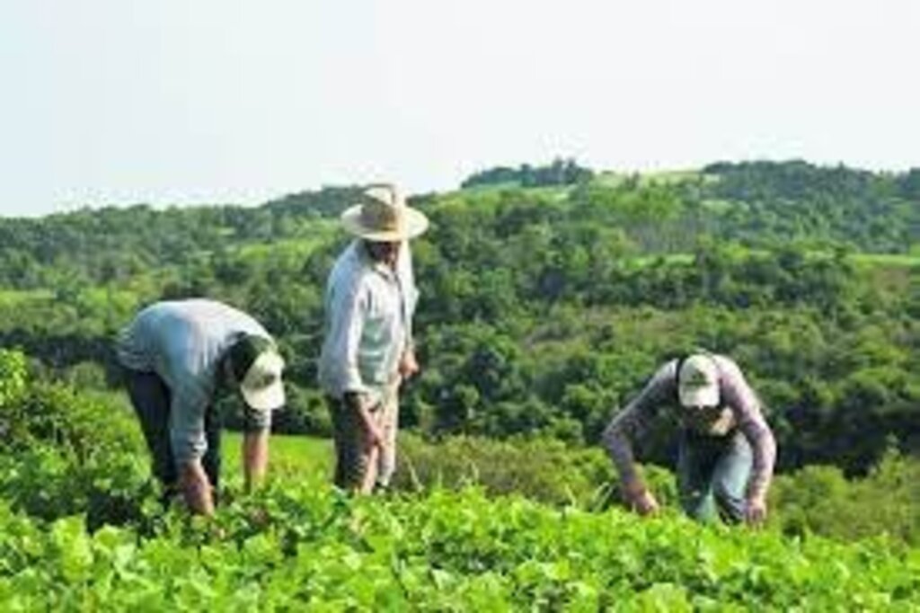 Câmara aprova MP que libera R$ 1,2 bilhão para agricultores