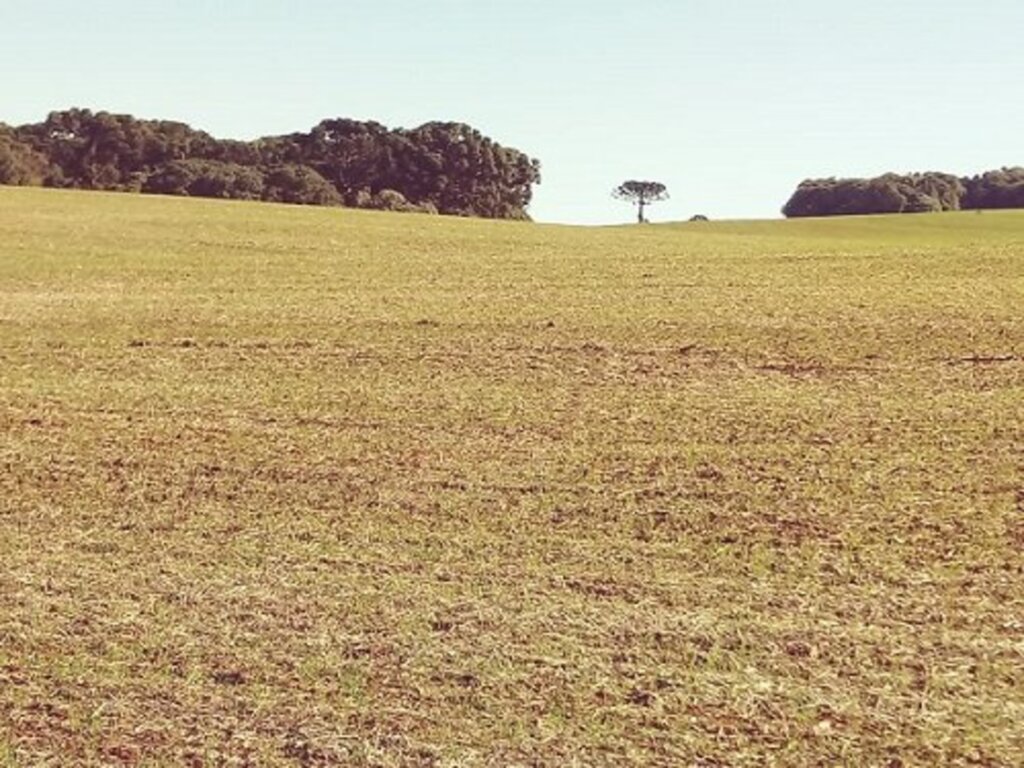 Plantio de trigo é retomado no Estado após dias de muita chuva