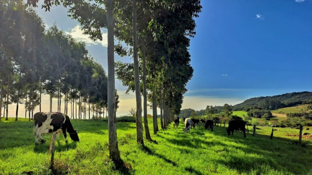 Combinação de árvores, gado e pastagens numa mesma área beneficia propriedades rurais