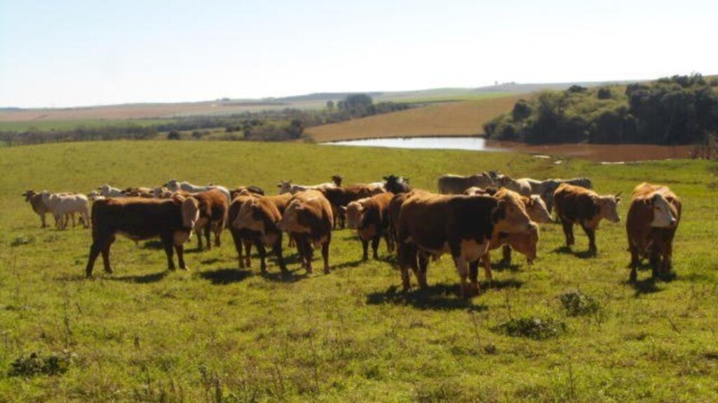 Colheita de grãos de verão avança no RS