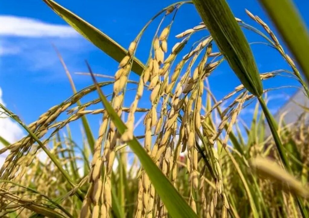 Frio pode comprometer desenvolvimento do arroz no Rio Grande do Sul