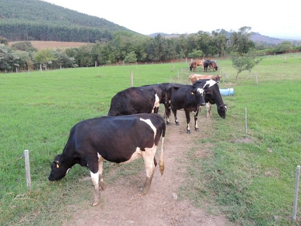 Estado alerta para foco de raiva herbívora em São Gabriel