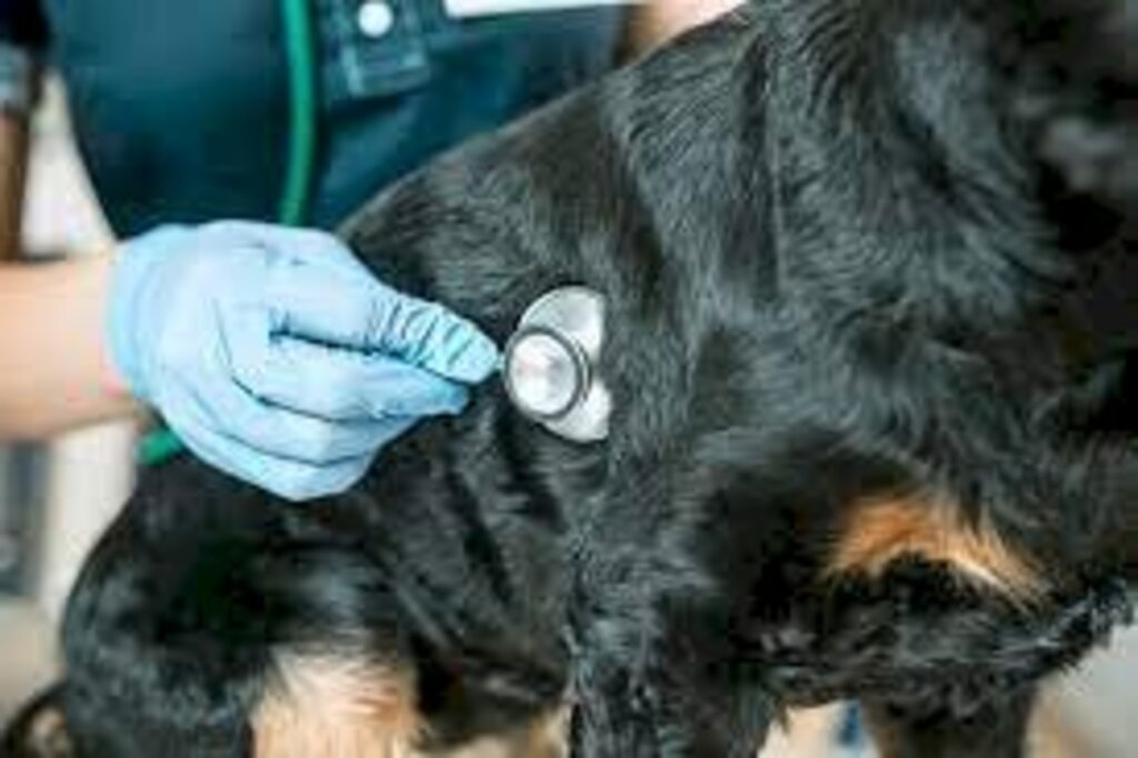 Governo autoriza pegue e leve em Pet Shops e atendimento individual para reabilitação em academias