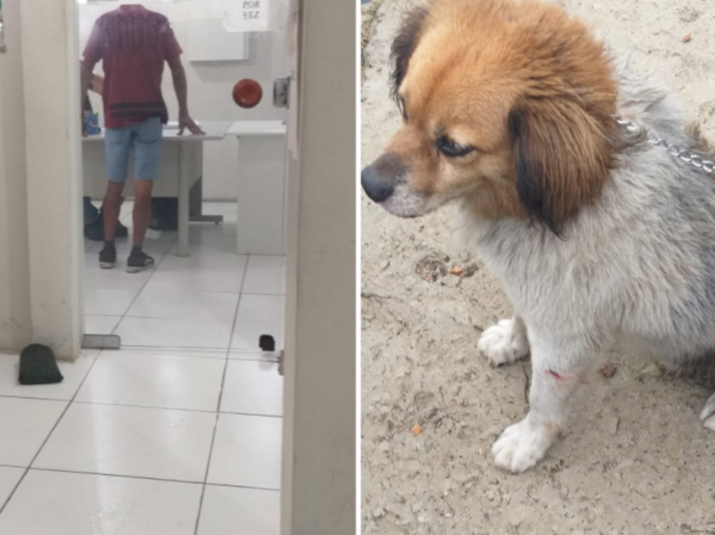 Homem de 69 anos é acusado de estuprar cachorro