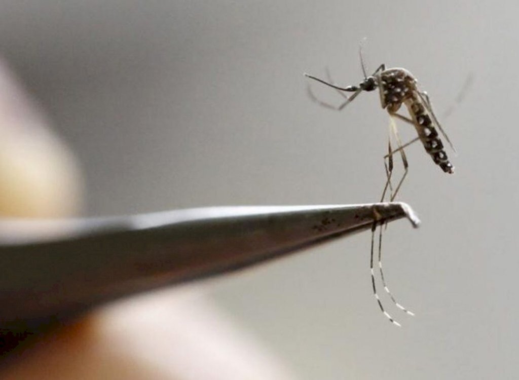 Ações de prevenção, combate e tratamento da dengue são ampliadas no Rio Grande do Sul