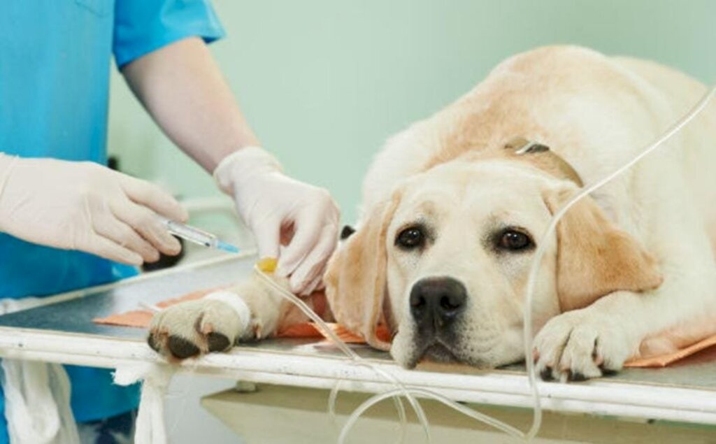 Saúde iniciou na tarde de ontem, programa para castração de cães e gatos; inscrições serão feitas nas unidades básicas