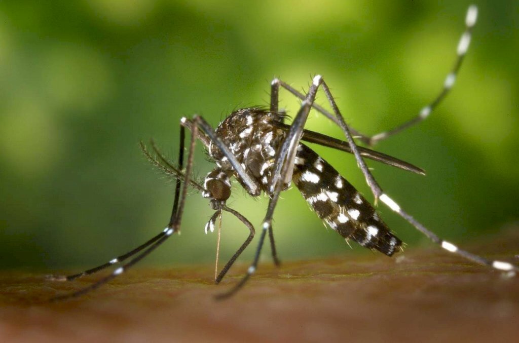 São Gabriel sem casos de doenças associadas ao mosquito da dengue