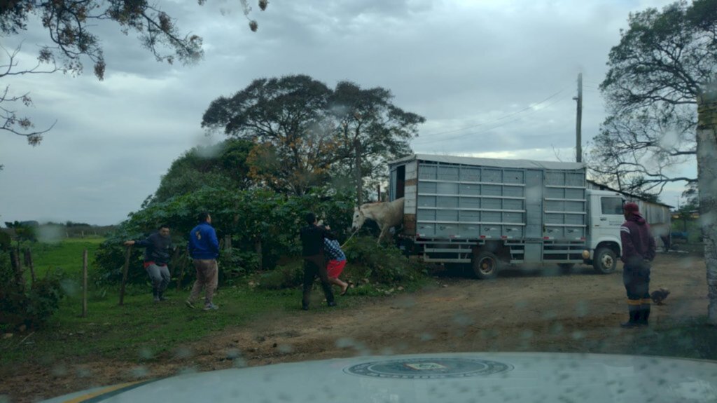 Ambiental determina recolhimento de cavalo que estava abandonado em campo na Cidade Nova