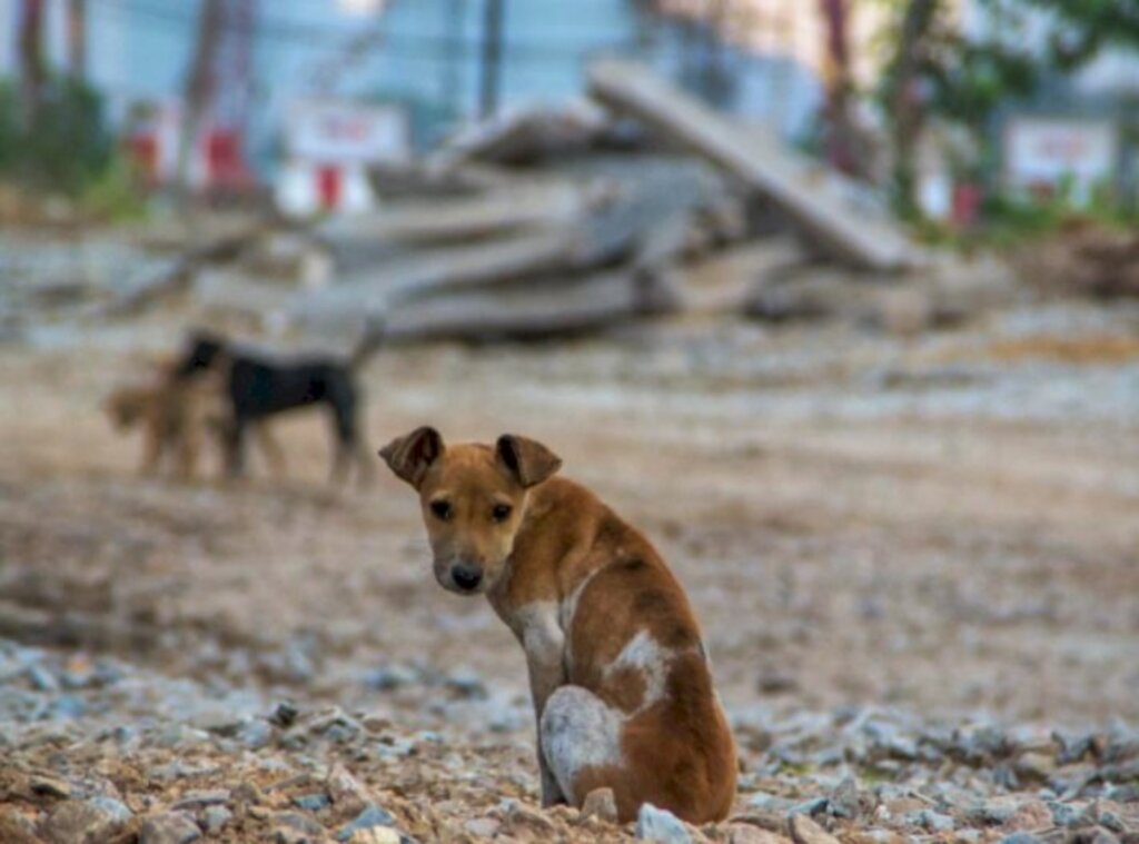 Município tem dois profissionais credenciados para atendimento a animais abandonados