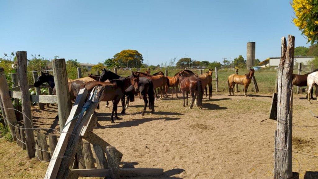 Mesmo com multa e risco de perda dos animais, cavalos ainda são largados em vias públicas