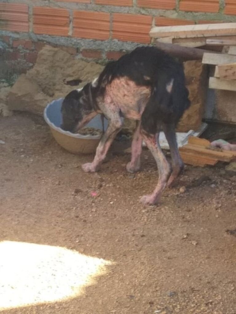 Mulher, acusada de maus-tratos contra animal, é pressa em flagrante