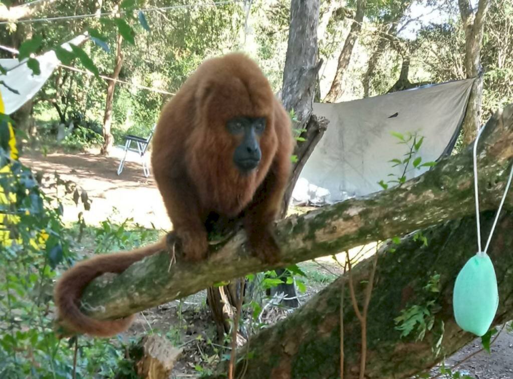 Grupo lança campanha para preservar bugio encontrado no pedroso