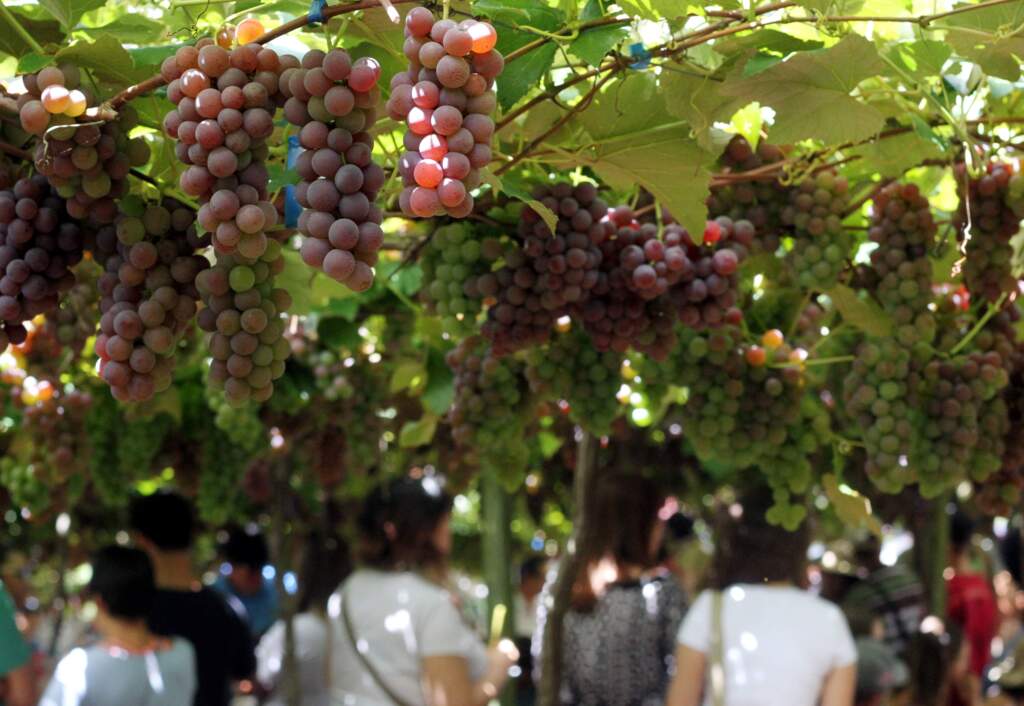 Carlos Queiroz - Cultivo da fruta serve à diversificação da pequena propriedade