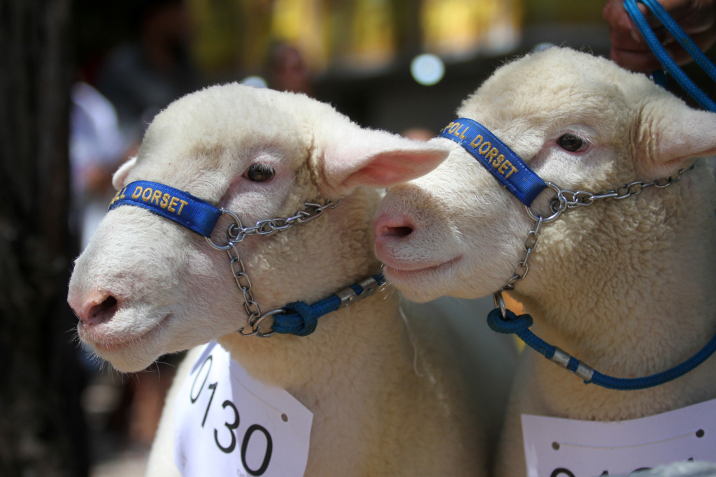 Jô Folha - 80% dos animais ofertados foram comercializados