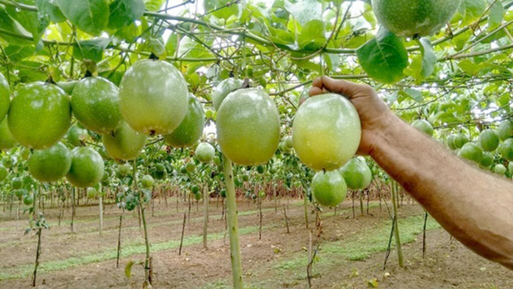 MUNICÍPIO DE PRAIA GRANDE SEDIARÁ CURSO DE  PRODUÇÃO DE MARACUJÁ