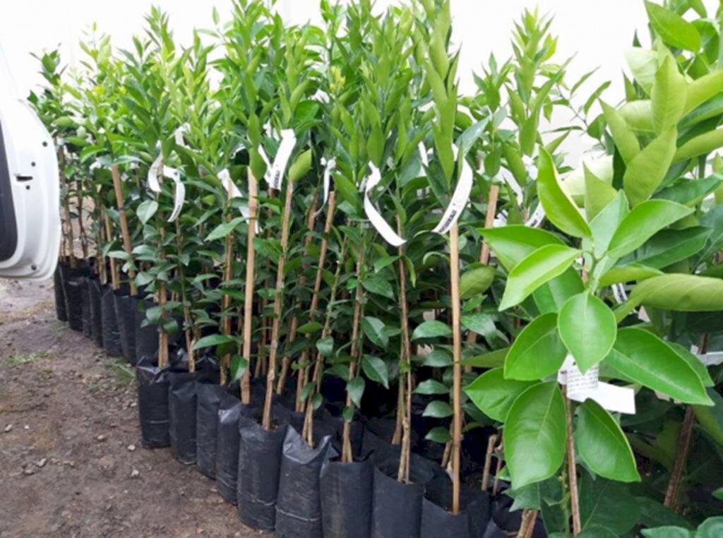 ENTREGA DE MUDAS  FRUTÍFERAS E ORNAMENTAIS DA EPAGRI ACONTECE DIA 03