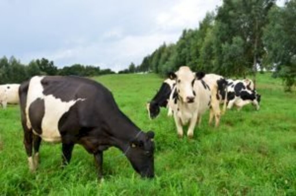 Divulgação/Epagri - 