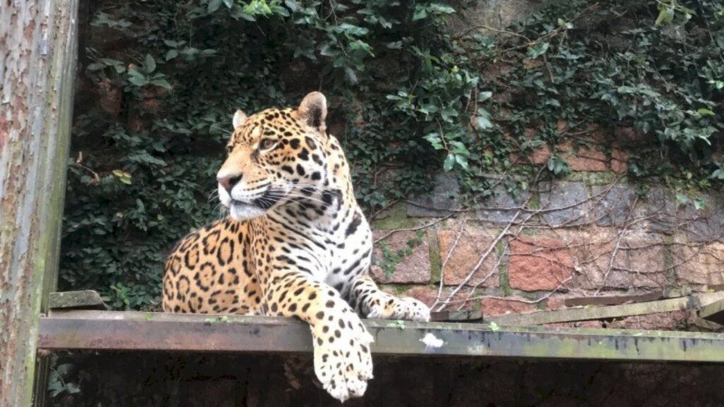 Caroline Weissheimer /Zoo de Sapucaia - 